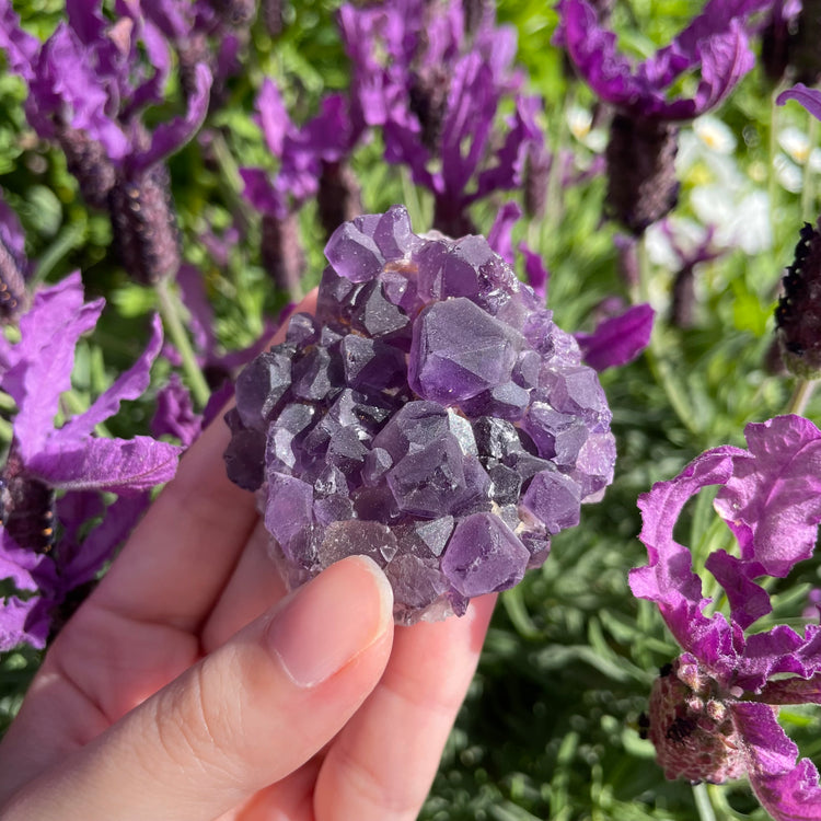 Raw Amethyst Cluster #8