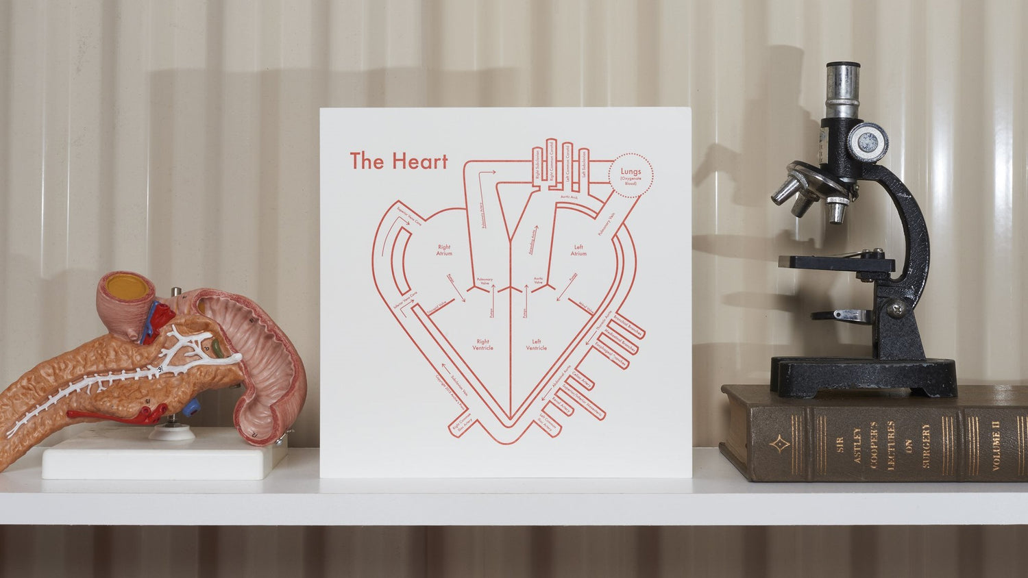 Anatomy Letterpress Prints