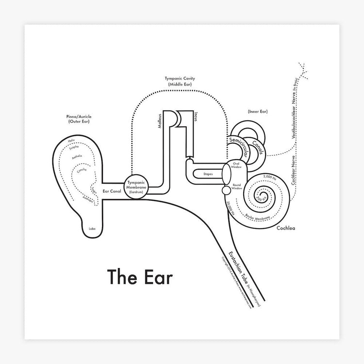 The Ear Letterpress Print